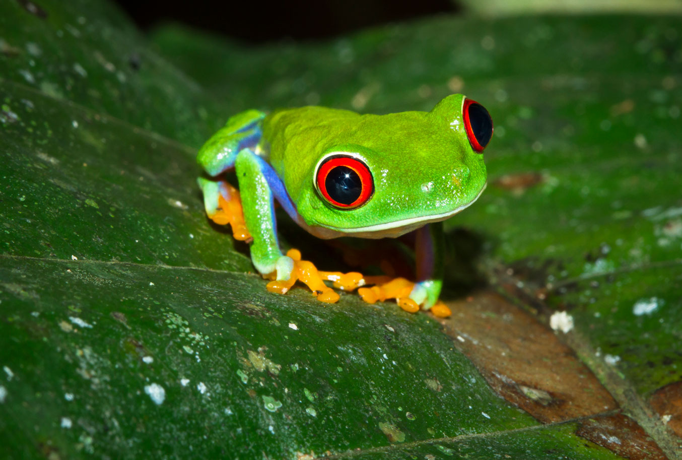 red-eyed-treefrog-on-a-leaf-at-night-in-costa-rica-2026-01-05-00-52-46-utc