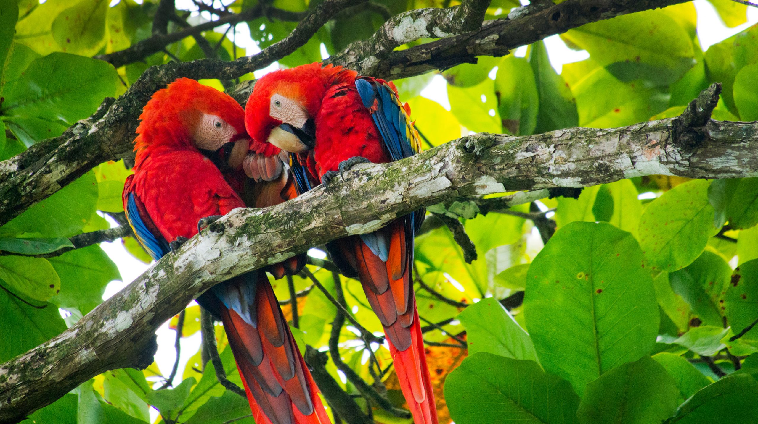 scarlet-macaw-corcovado-national-park-2026-01-07-07-08-13-utc